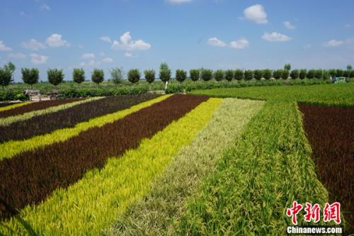 农业牵手创意 宁夏稻渔空间彩色水稻种出网红