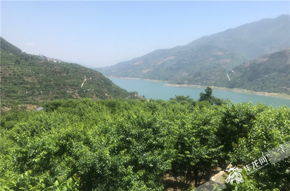 1巫峡两岸连绵绿盖下，藏着当地人的致富宝贝。华龙网-新重庆客户端记者 陈美西摄