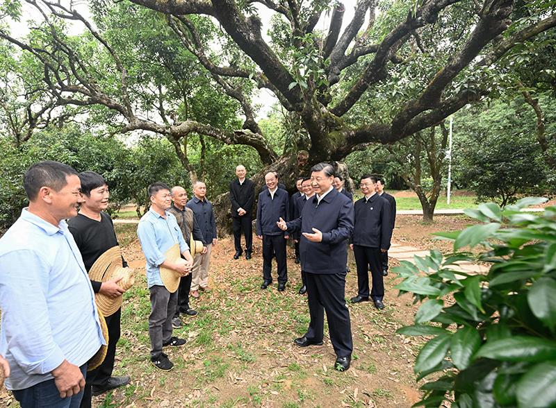 △今年4月11日，在广东茂名高州市根子镇柏桥村荔枝种植园，习近平总书记同现场技术人员亲切交流。