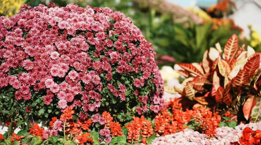 双塔公园的秋天，被菊花“承包”了