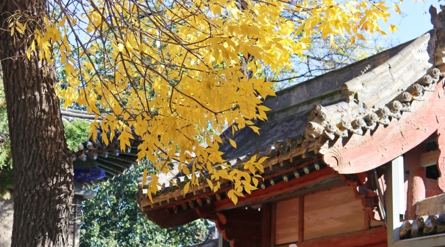白蜡叶黄醉游人 文庙古院赏秋忙