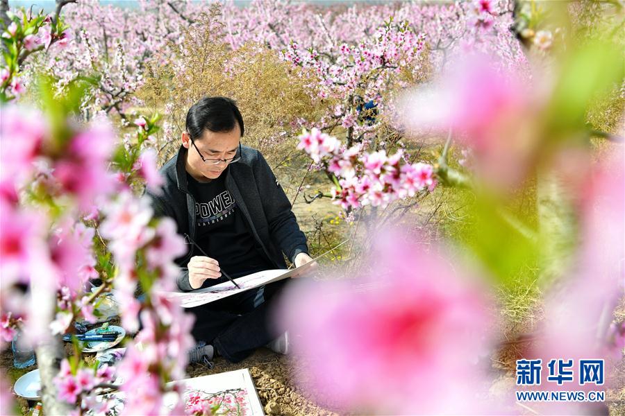 （春季美丽生态）（3）山西运城：桃花岭上桃花开