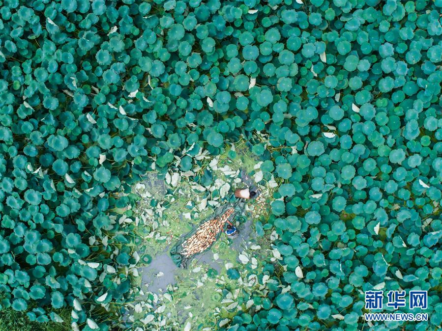 （壮丽70年·奋斗新时代）（3）瞰丰收