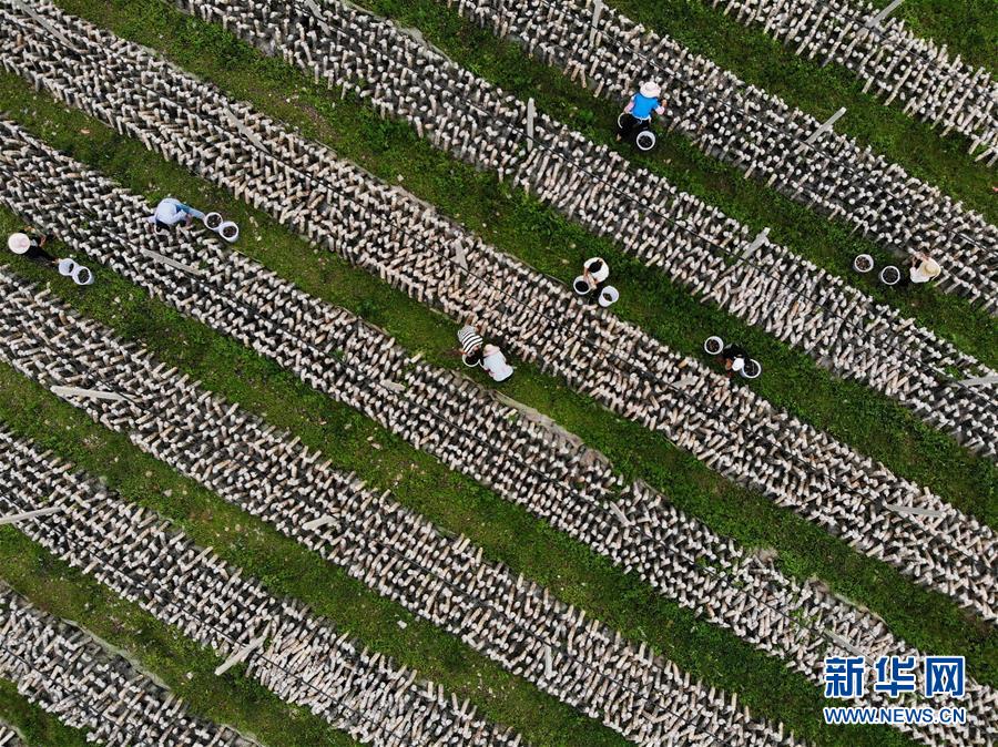 （壮丽70年·奋斗新时代）（11）瞰丰收
